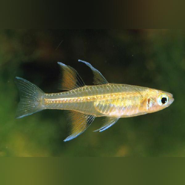 Signifer Rainbowfish