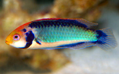 Red Head Fairy Wrasse (male)