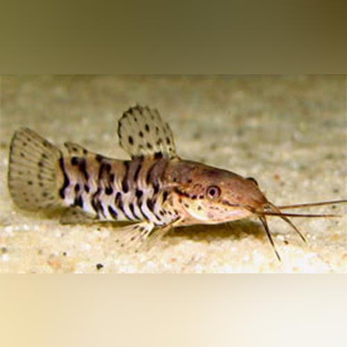 Spotted Hoplo Catfish