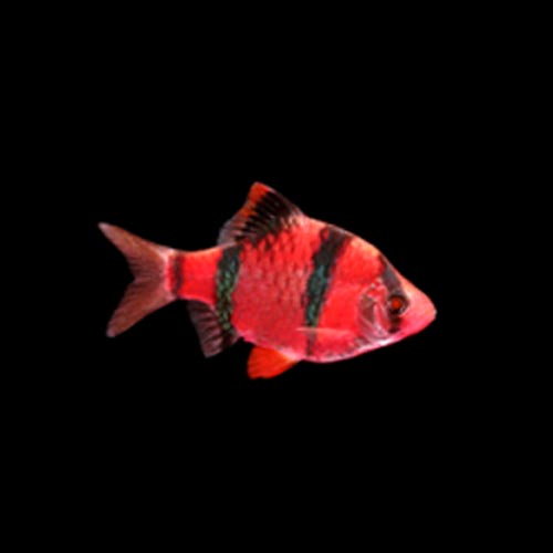 Starfire Red Glo Barb