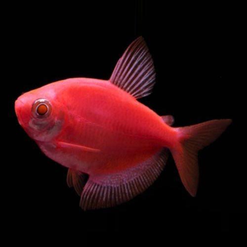 Starfire Red GloFish Tetra