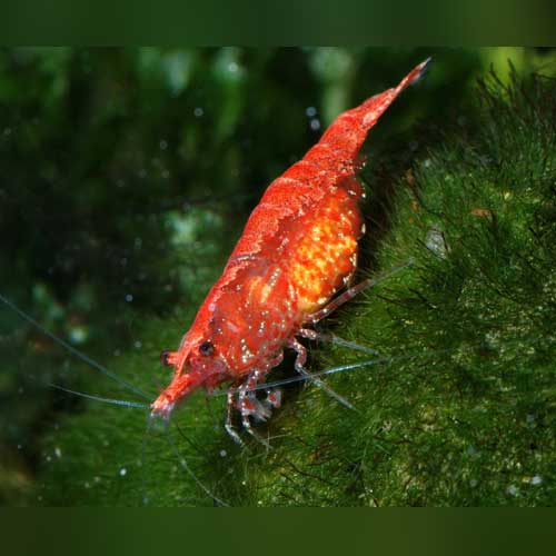 Super Red Shrimp