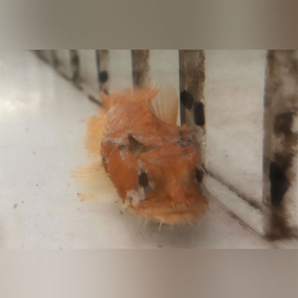 Orange Toadfish