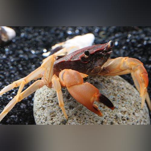 Towuti Crab