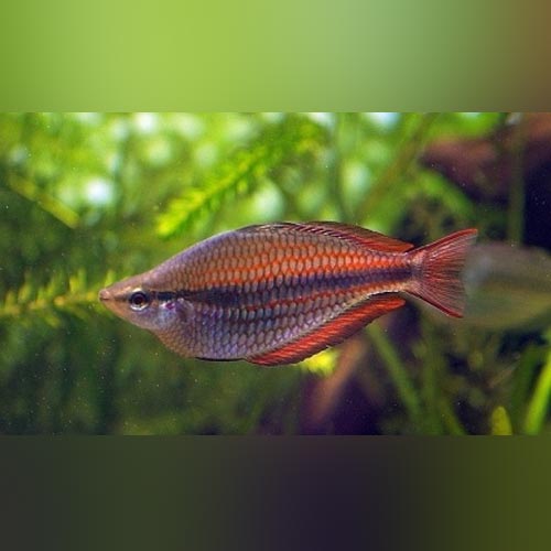 Trifasciatus Rainbowfish