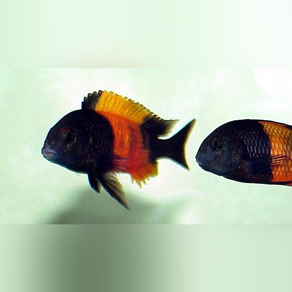 Tropheus Moorii Red Banded