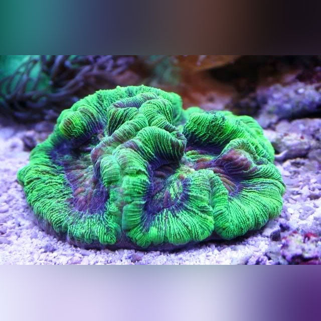Wellsophyllia Green Brain