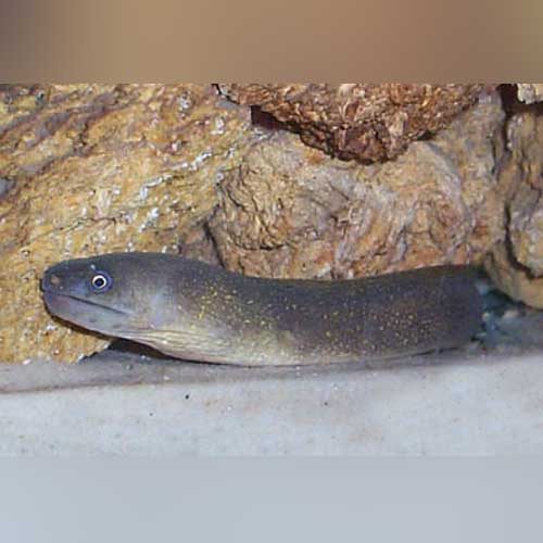 Freshwater White Cheek Moray Eel