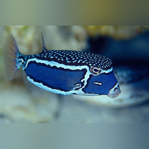Whitley Boxfish for sale – AquariumFishSale.com