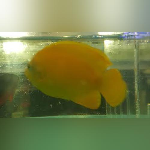 False Lemonpeel Angelfish