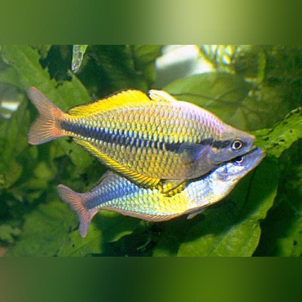 Yellow Axelrodi Rainbowfish