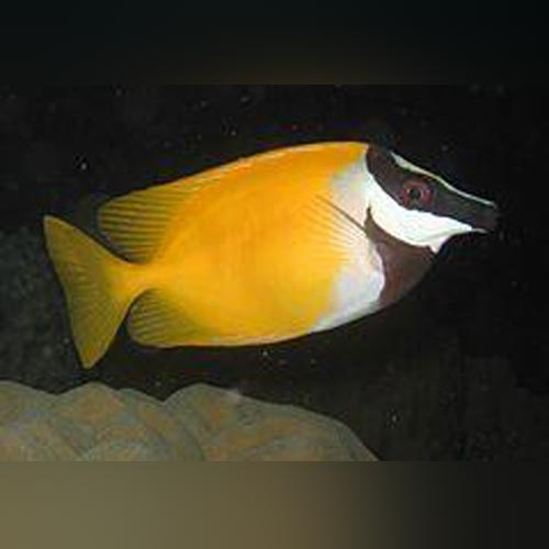 Yellow Foxface Rabbitfish