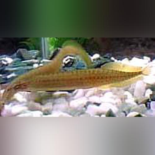 Yellow Tail Spiny Eel