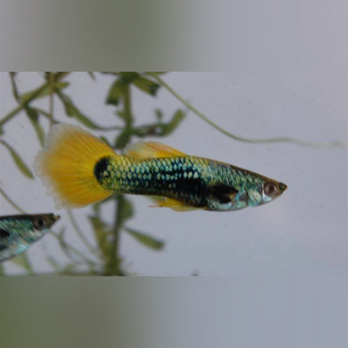 Yellow Female Guppy