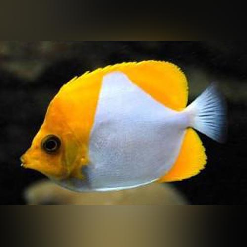 Yellow Zoster Butterflyfish