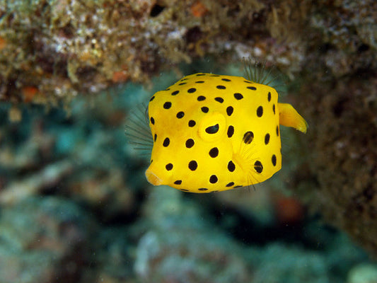 Yellow Cubicus Boxfish