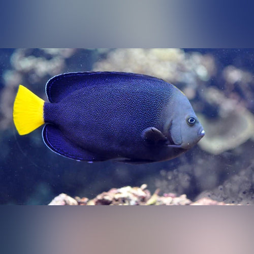 Yellowtail Poma Angelfish - AquariumFishSale.com