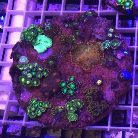 Zoanthid Poly Mix