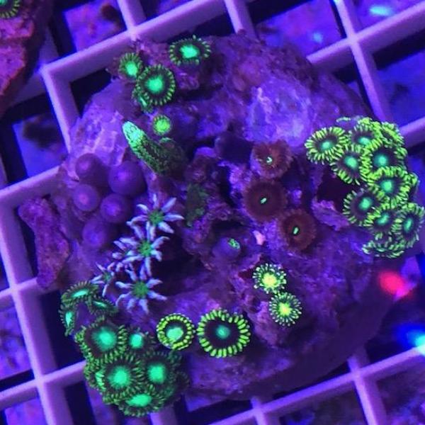 Zoanthid Poly Mix