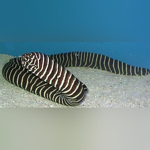 Zebra Eel