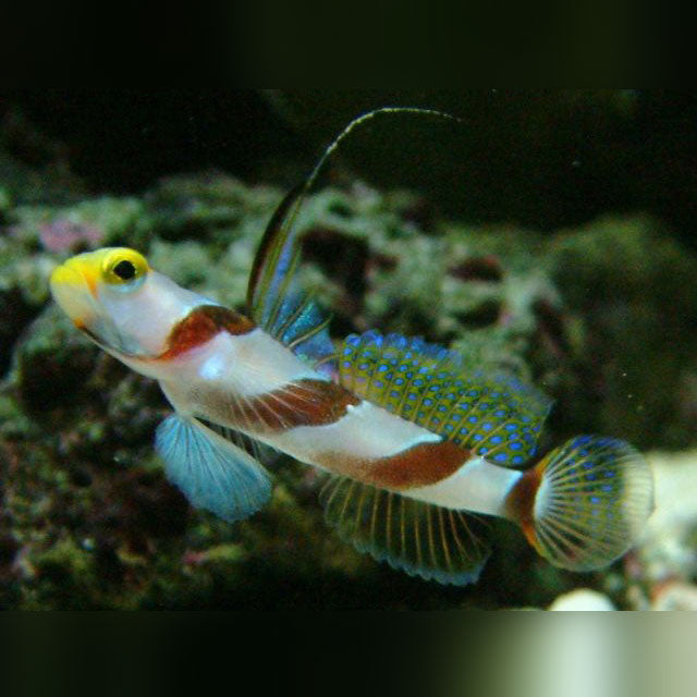 Black-ray Goby