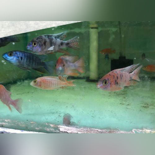Peacock Cichlid Assortment (Lot of 4)