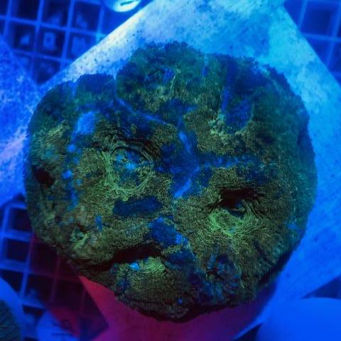 Green Bowerbankii Coral
