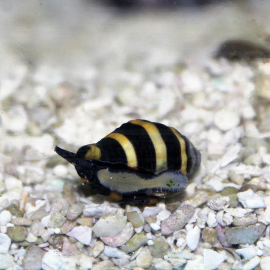 Bumblebee Snail (Saltwater)