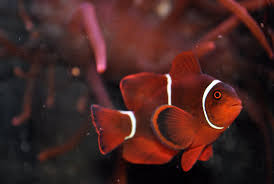 White Stripe Maroon Clownfish