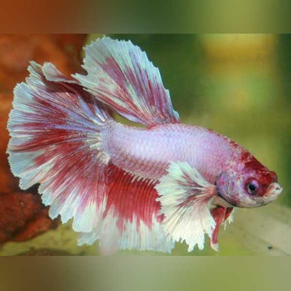 Viel Fish Betta Veiltail