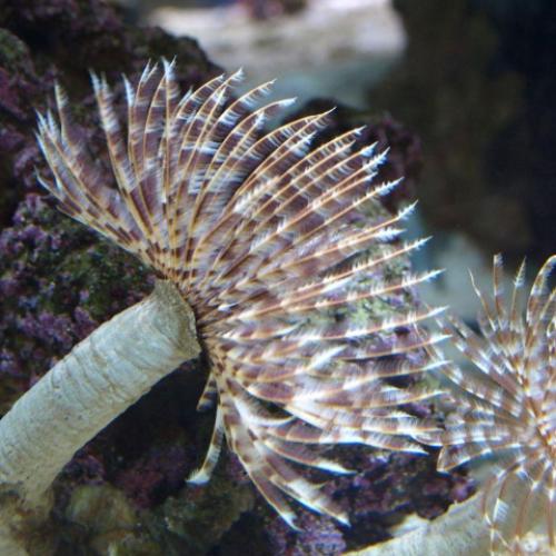 Saltwater Invertebrates – Page 2 – AquariumFishSale.com