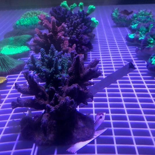 Super Fancy Acropora Coral