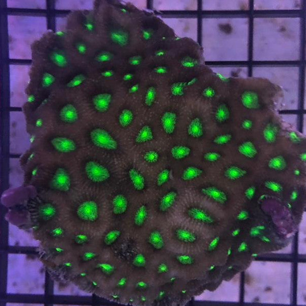 Favities Green Metallic Brain Coral