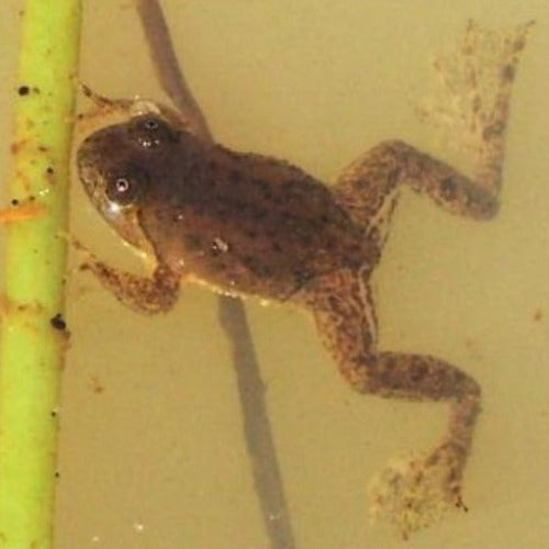 Asian Floating Frog