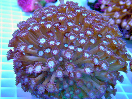Goniopora Purple Coral