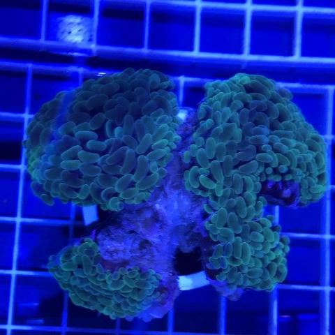 Hammer Coral Branch