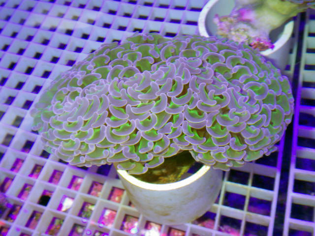 Purple Tip Hammer Coral