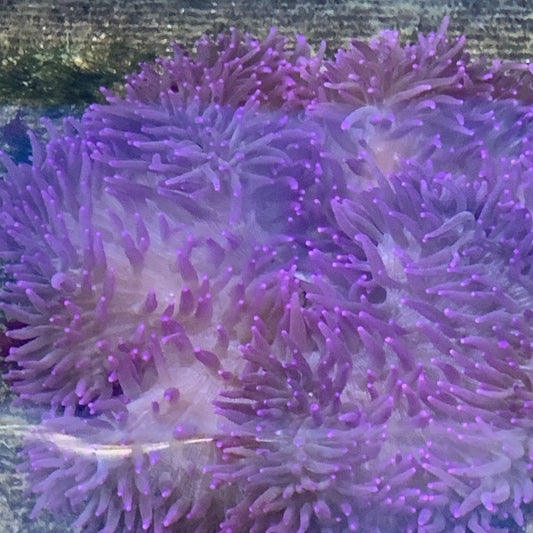 Sebae Purple Anemone