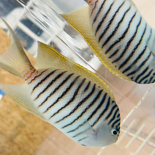 Zebra Angelfish