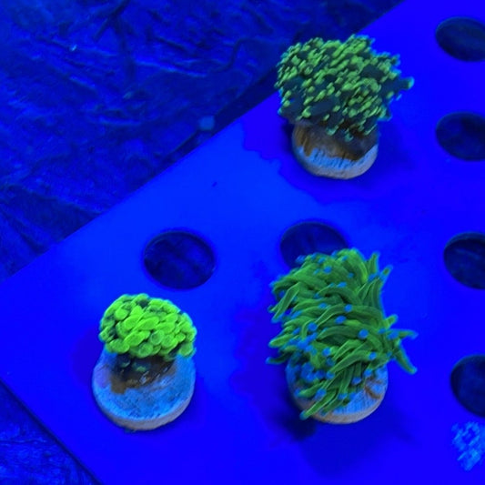 Assorted 3 lot Coral Frags Aussie