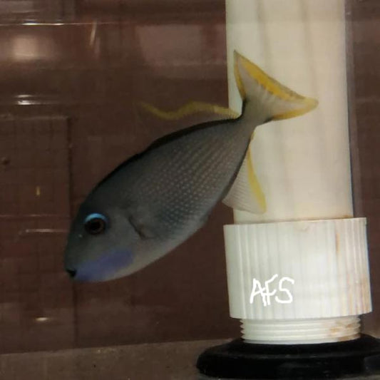 Blue Jaw Triggerfish (Male)