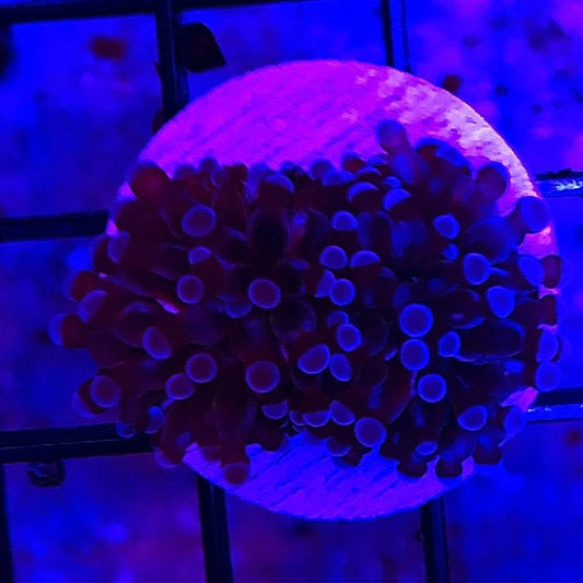 Cristata Torch Coral frags