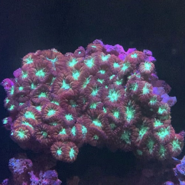 Wellsi Red Blastomussa Coral