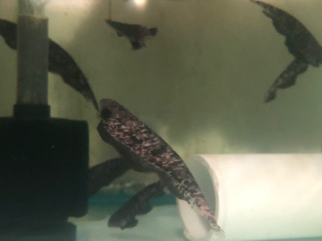 Clouded Knifefish