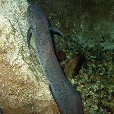 African Spotted Lungfish