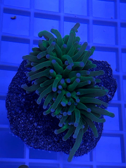 Green Metallic Torch Coral