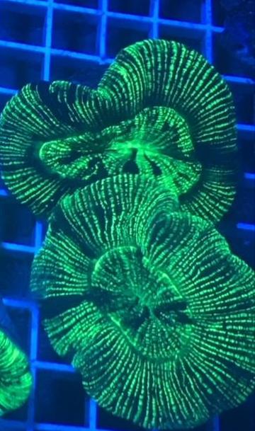 Open Brain Coral Green
