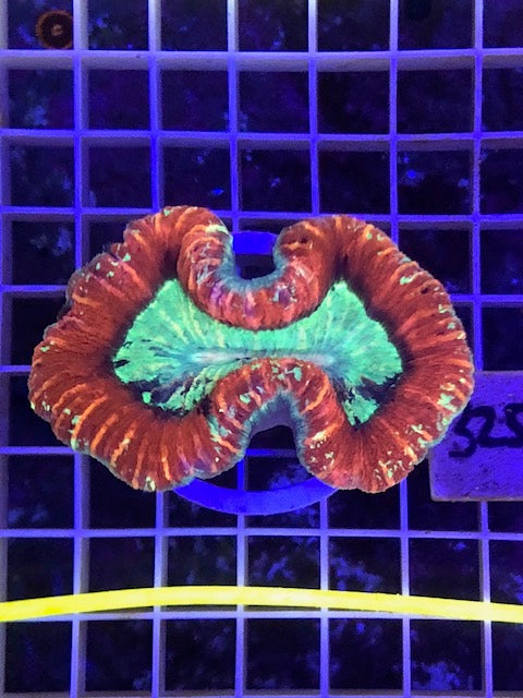 Open/Trachy Red Brain Coral