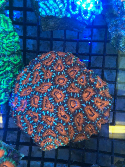 Orange/Green Crush Acan Echinata Coral