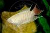 Paradise Fish Albino